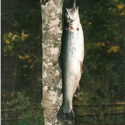 Teubelwald pond Kleinarl 1